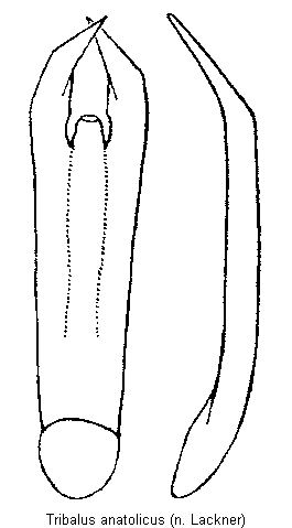 tribalus_anatolicus.gif