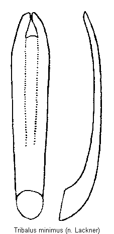 tribalus_minimus.gif