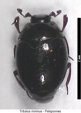 tribalus_mininus_hab.jpg