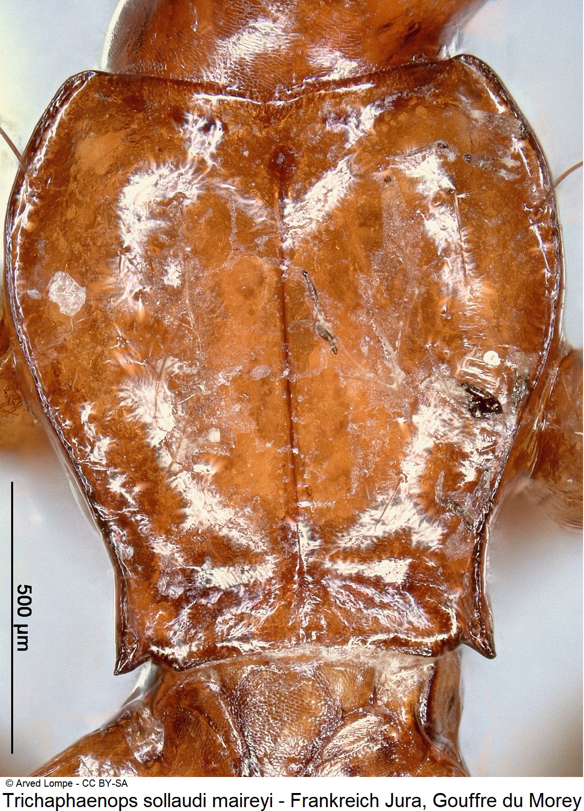 trichaphaenops_sollaudi_ck35179547_hsch.jpg