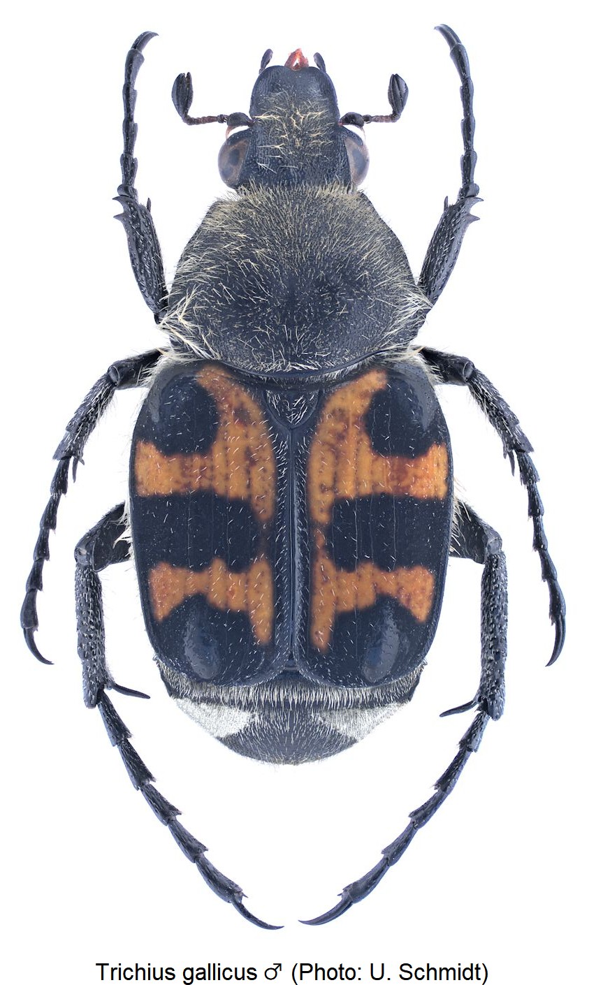 trichius_gallicus_m_hab.jpg