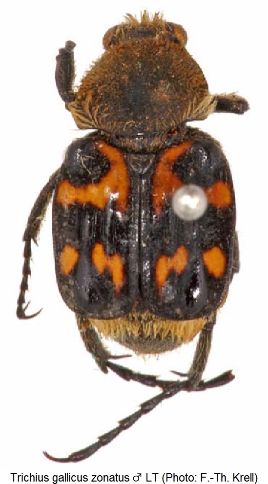 trichius_zonatus_m_hab.jpg