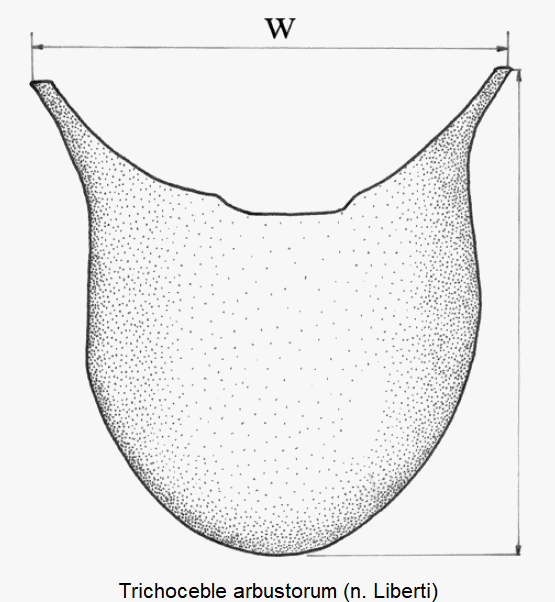 trichoceble_arbustorum_pyg.gif