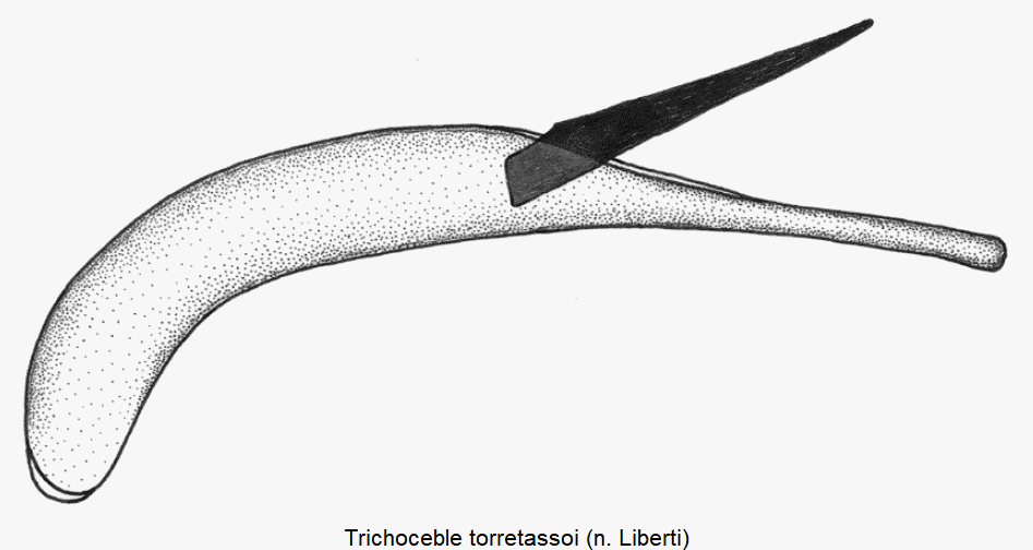 trichoceble_torretassoi.gif