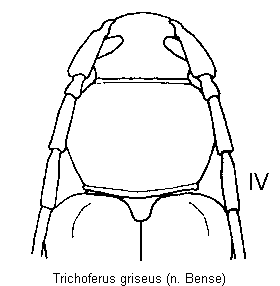 trichoferus_griseus_vk.gif