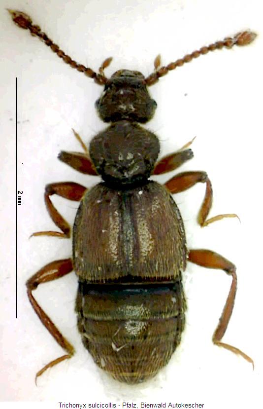 trichonyx_sulcicollis_hab.jpg