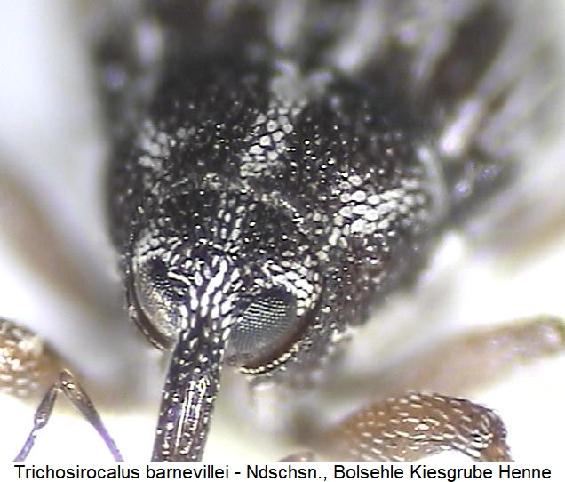 trichosirocalus_barnevillei_k.jpg