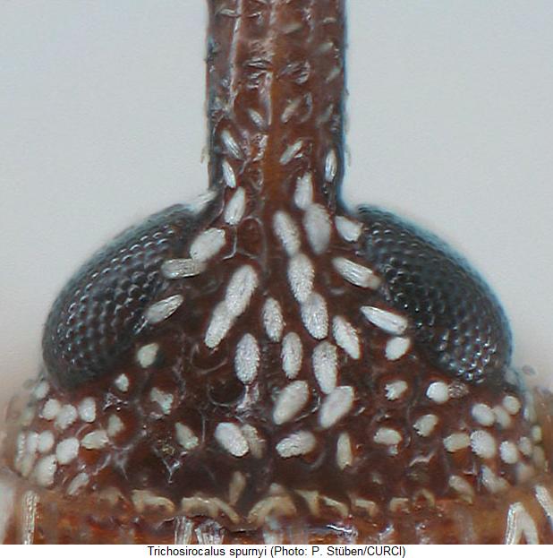 trichosirocalus_spurnyi_k.jpg