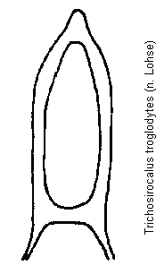 trichosirocalus_troglodytes.gif