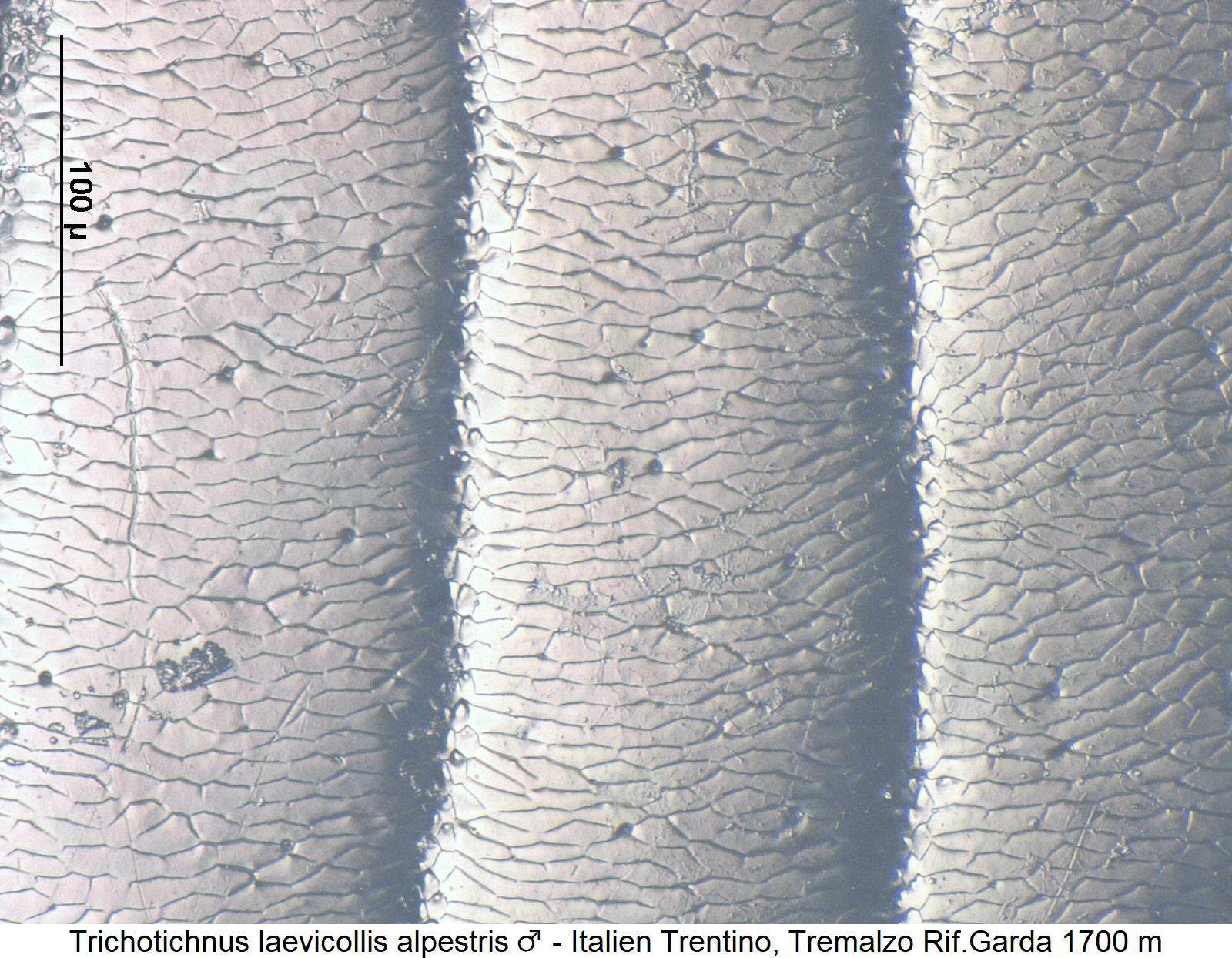 trichotichnus_alpestris_m_ms3.jpg
