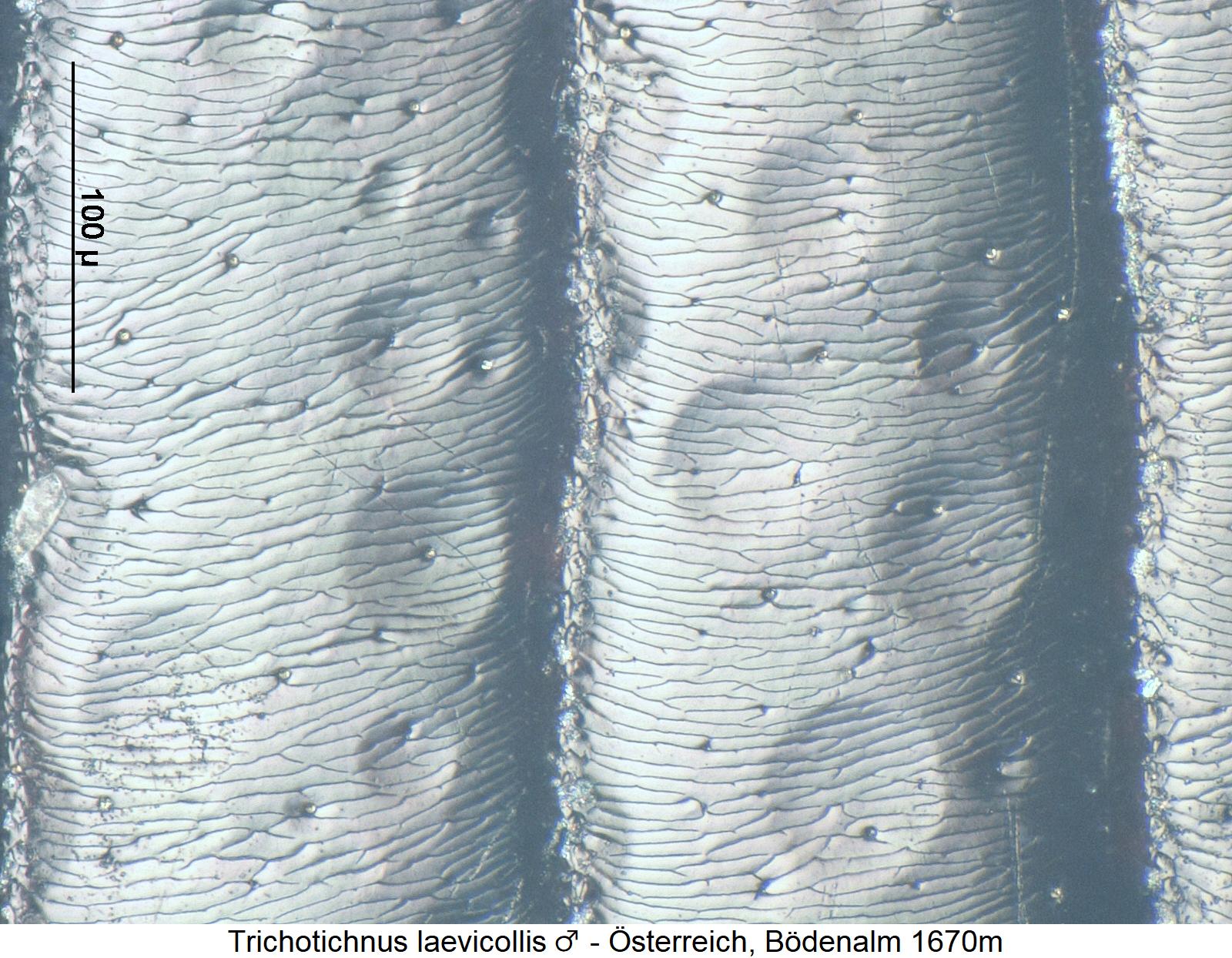 trichotichnus_laevicollis_m_ms.jpg