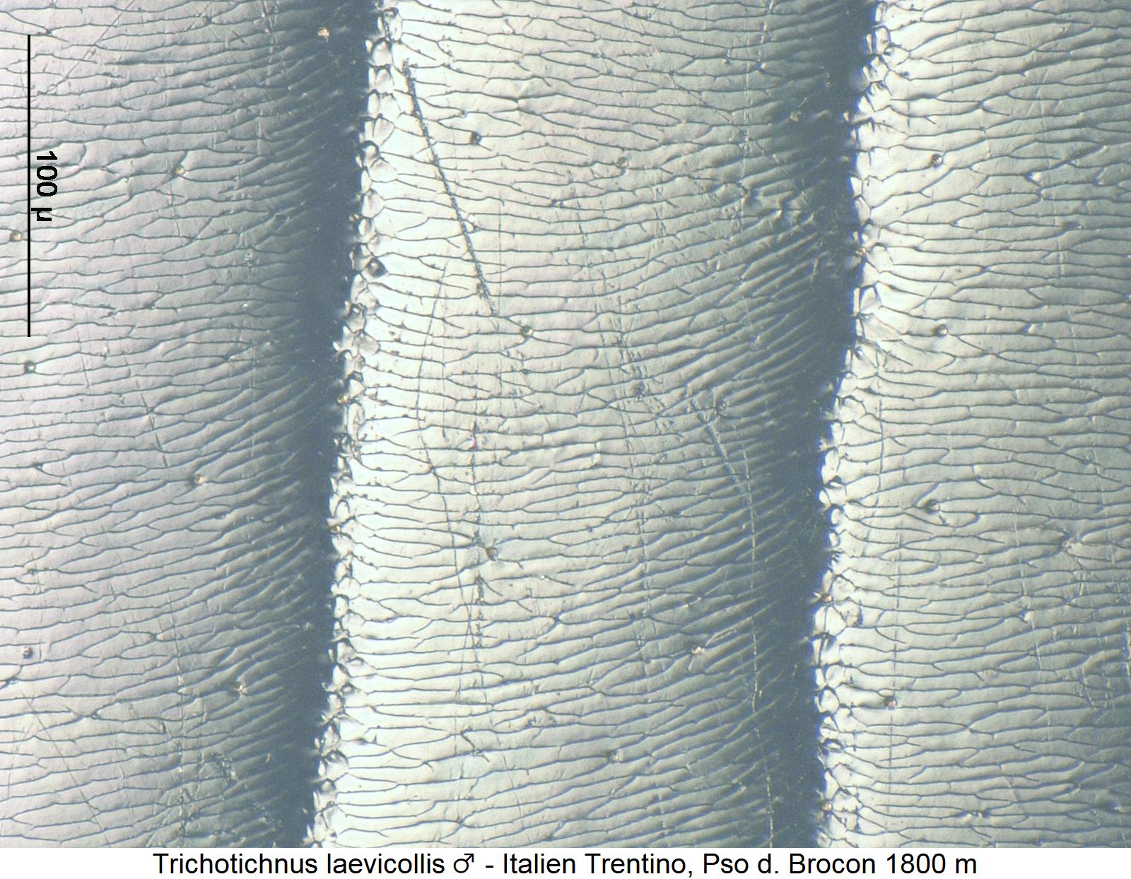 trichotichnus_laevicollis_m_ms3.jpg