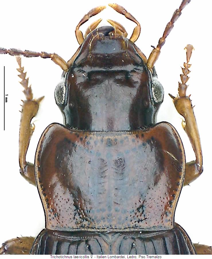 trichotichnus_laevicollis_vk.jpg
