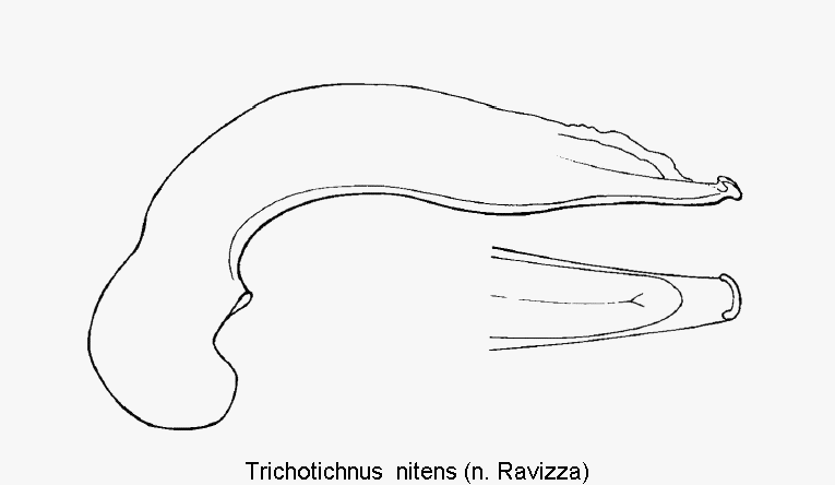 trichotichnus_nitens.gif