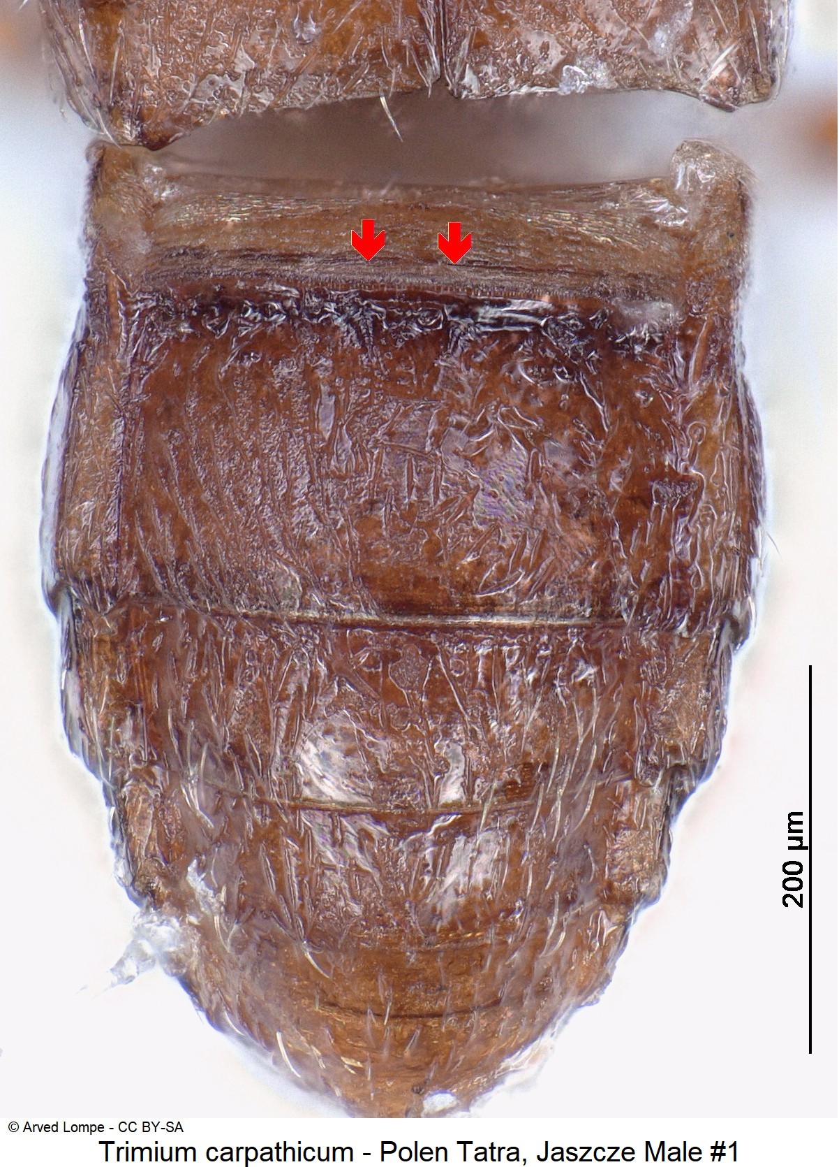 trimium_carpathicum_nr1_ck34326281_hlb.jpg