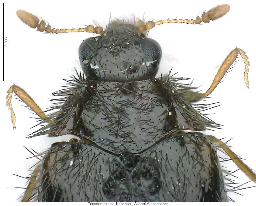 trinodes_hirtus_vk.jpg