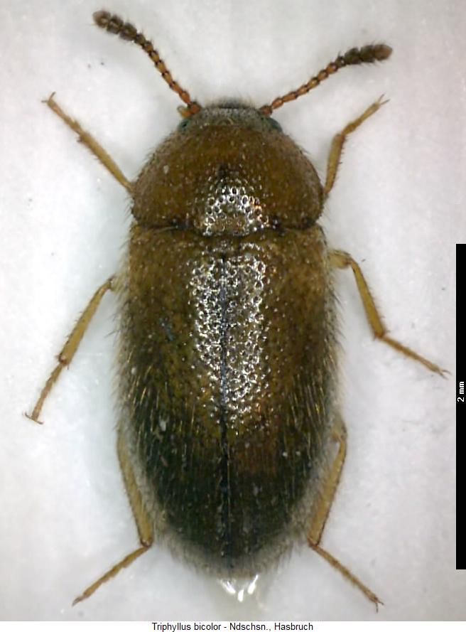 triphyllus_bicolor_hab.jpg