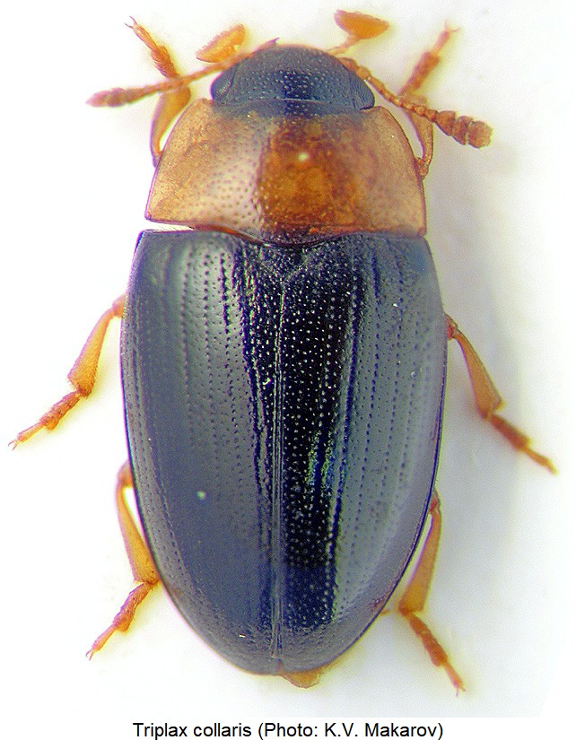triplax_collaris_hab.jpg