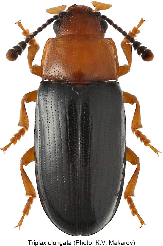 triplax_elongata_hab.jpg