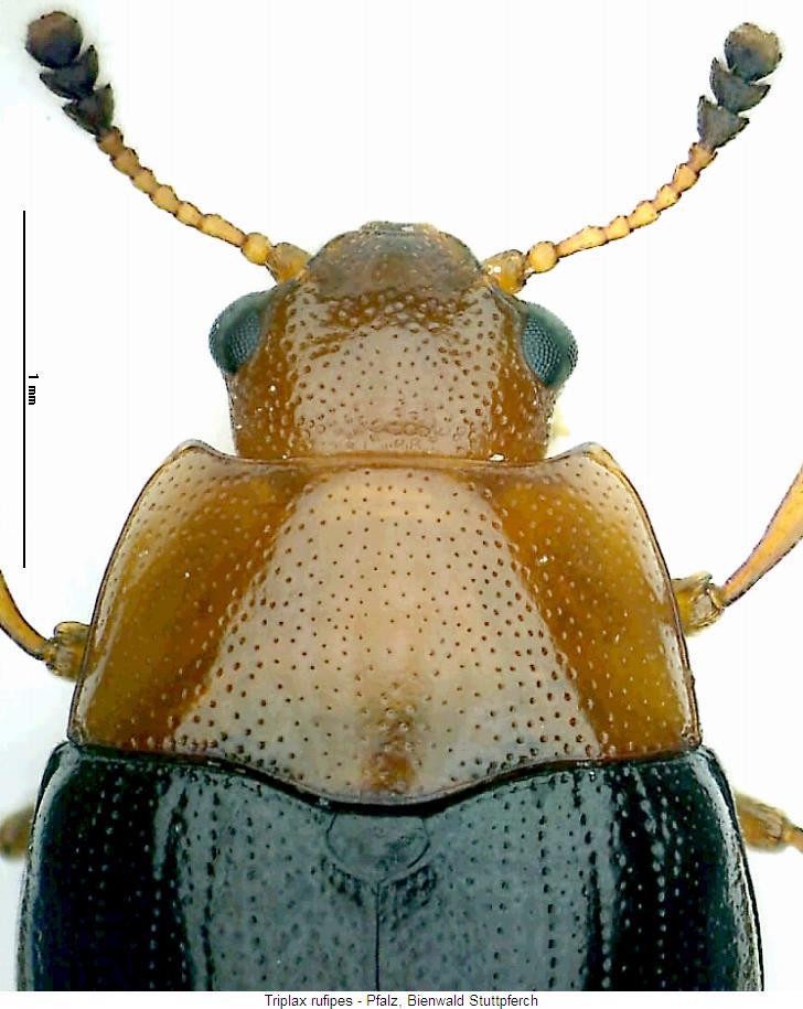 triplax_rufipes_vk.jpg