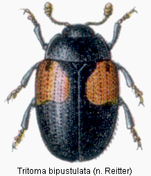 tritoma_bipustulata_rtt.gif