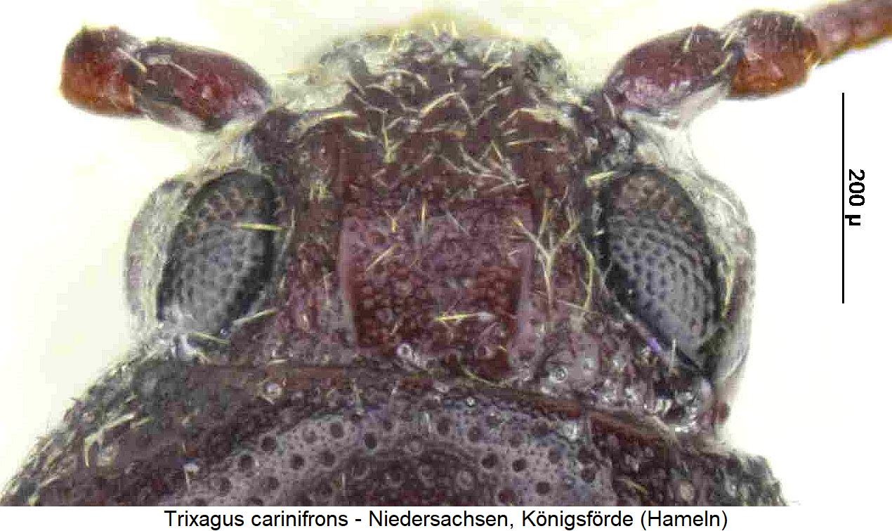 trixagus_carinifrons_k1.jpg