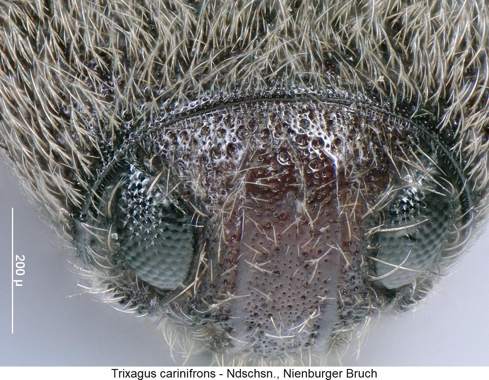 trixagus_carinifrons_k2.jpg