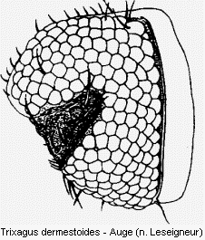 trixagus_dermestoides_auge.gif