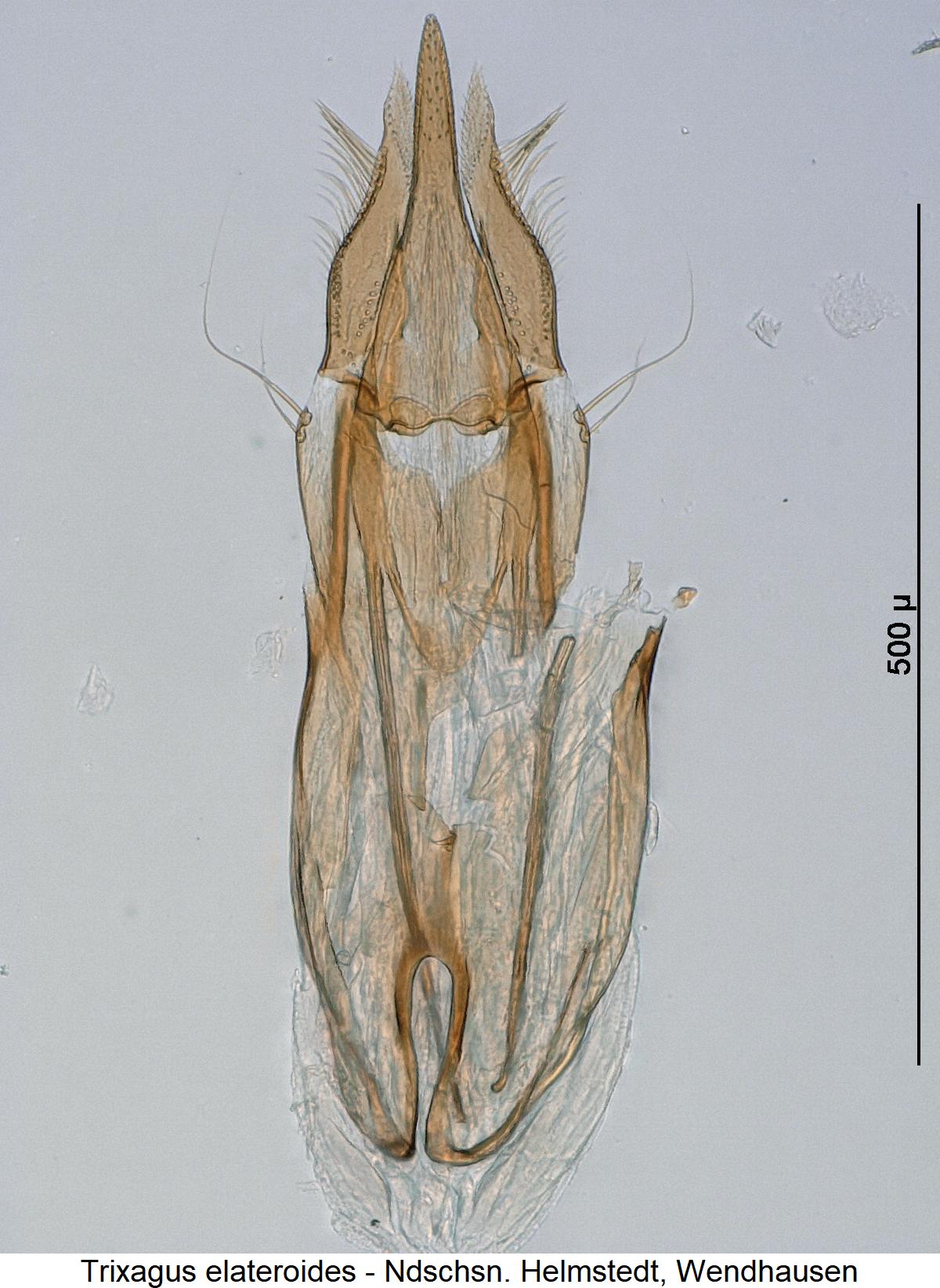 trixagus_elateroides.jpg