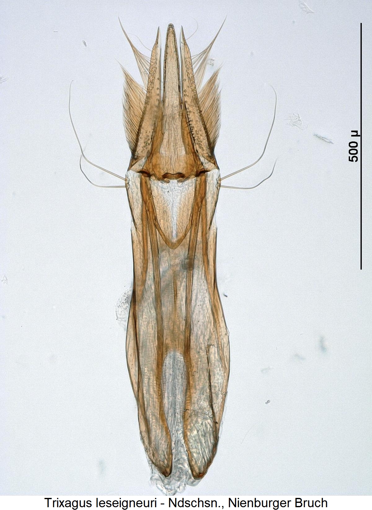 trixagus_leseigneuri5.jpg