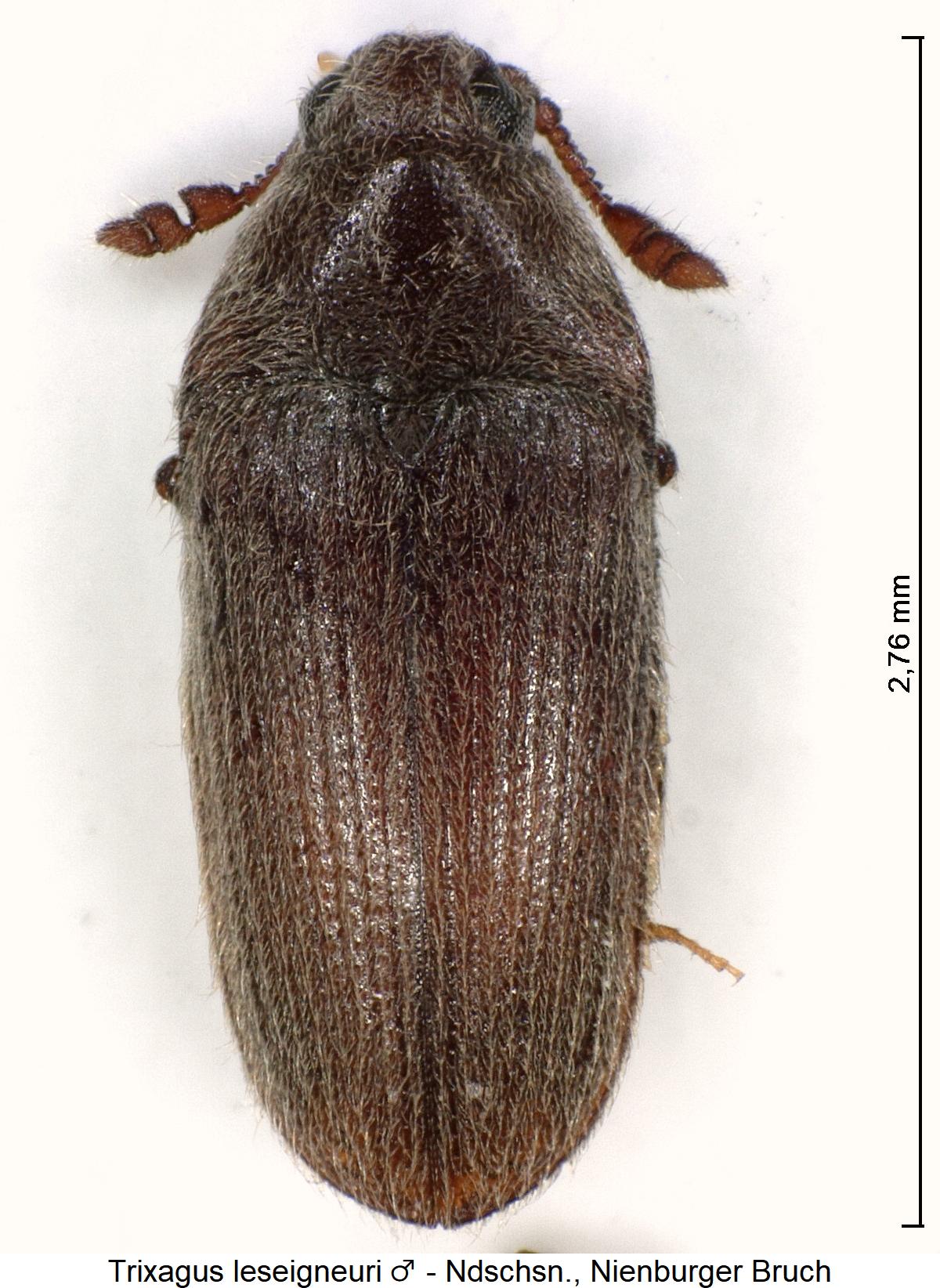 trixagus_leseigneuri_m_hab.jpg