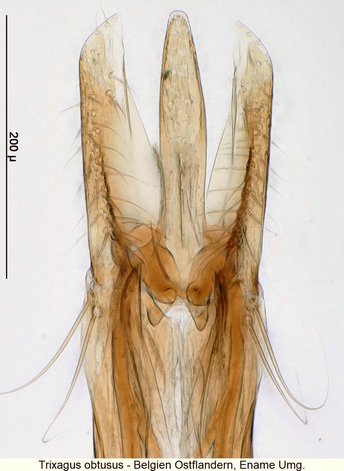 trixagus_obtusus7.jpg