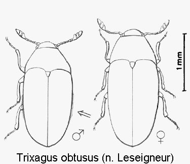 trixagus_obtusus_hab.gif