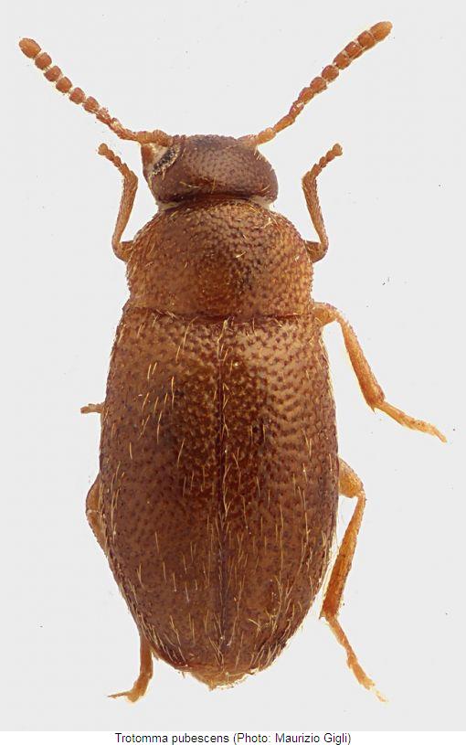 trotomma_pubescens_hab.jpg