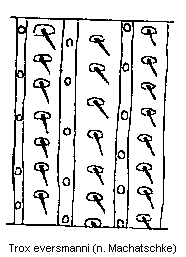 trox_eversmanni_os.gif