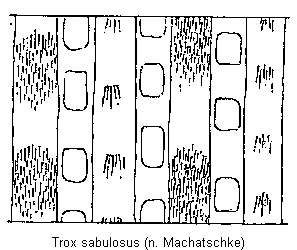 trox_sabulosus_os.gif