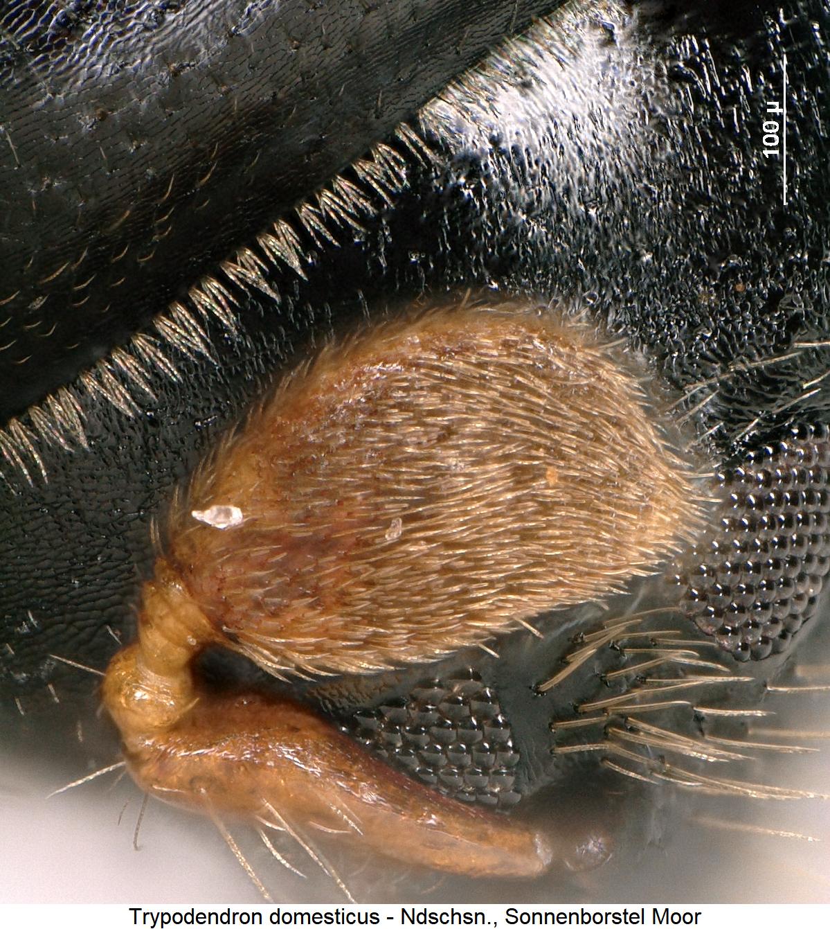 trypodendron_domesticus_f.jpg
