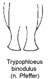 trypophloeus_asperatus.gif
