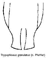 trypophloeus_granulatus.gif