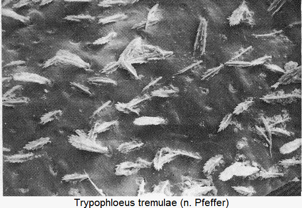 trypophloeus_tremulae_int.gif