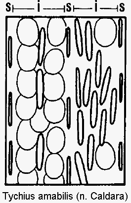 tychius_amabilis_int.gif