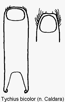 tychius_bicolor.gif