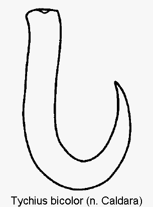 tychius_bicolor_sperm.gif