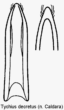 tychius_decretus.gif