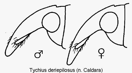 tychius_deriepilosus_k.gif