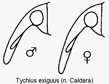 tychius_exiguus_k.gif