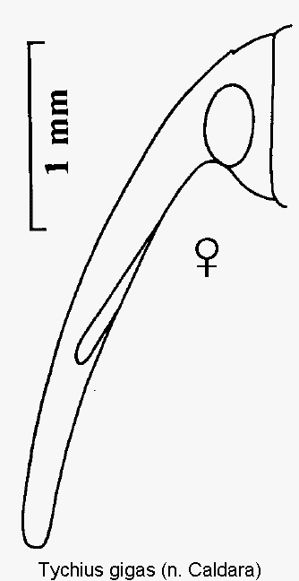 tychius_gigas_k.gif