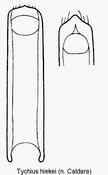 tychius_hiekei.gif
