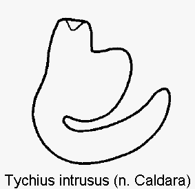 tychius_intrusus_sperm.gif