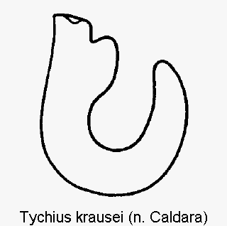 tychius_krausei_sperm.gif
